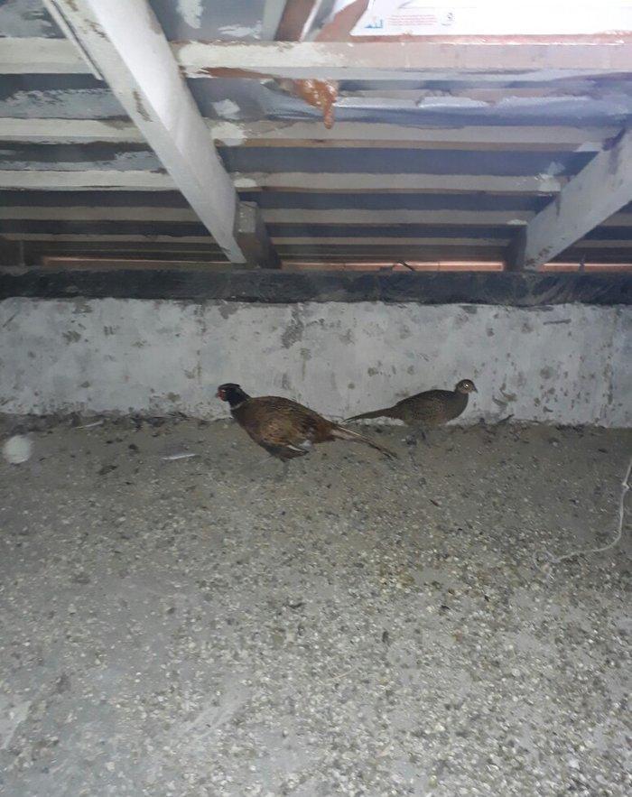 1 xoruz 3 feredi tam saqlamdr her bir iyne dermani olunub