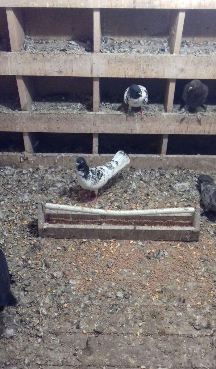 Erkek mayadilar erkek 15 tuk maya 12 14 arasi olmalidir erkek 17