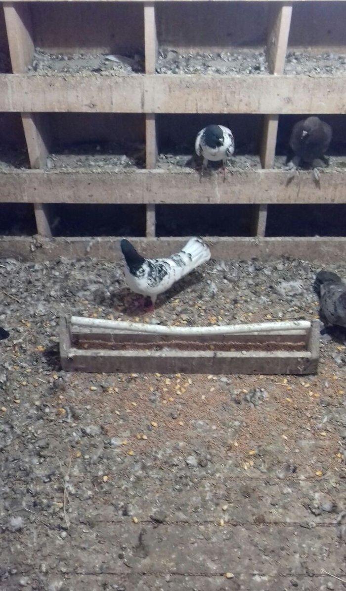 Erkek mayadilar erkek 15 tuk maya 12 14 arasi olmalidir erkek 17