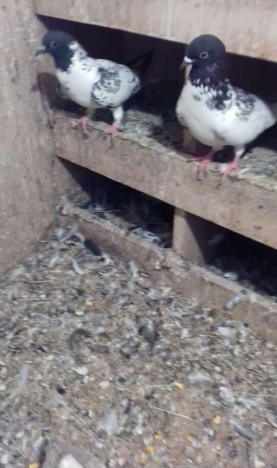 Erkek mayadilar erkek 15 tuk maya 12 14 arasi olmalidir erkek 17