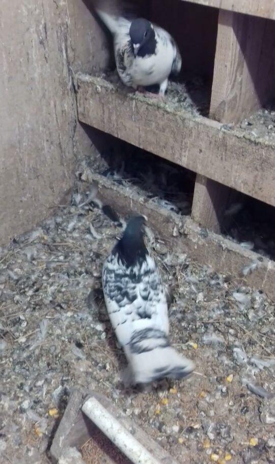 Erkek mayadilar erkek 15 tuk maya 12 14 arasi olmalidir erkek 17