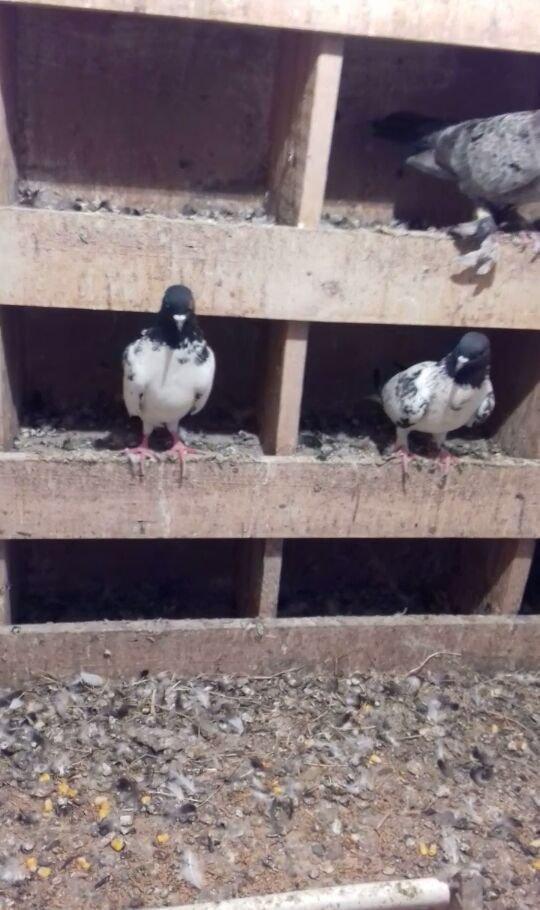 Erkek mayadilar erkek 15 tuk maya 12 14 arasi olmalidir erkek 17