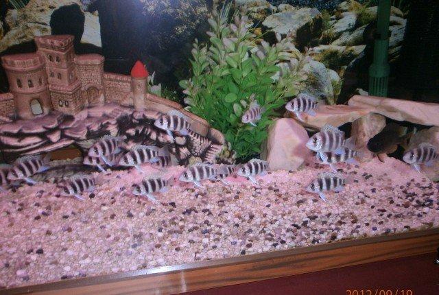 Frantoza 5-6 sm yerli artim sagalam baliqlardi bundan elave cox novde