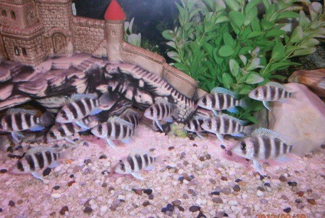 Frantoza 5-6 sm yerli artim sagalam baliqlardi bundan elave cox novde