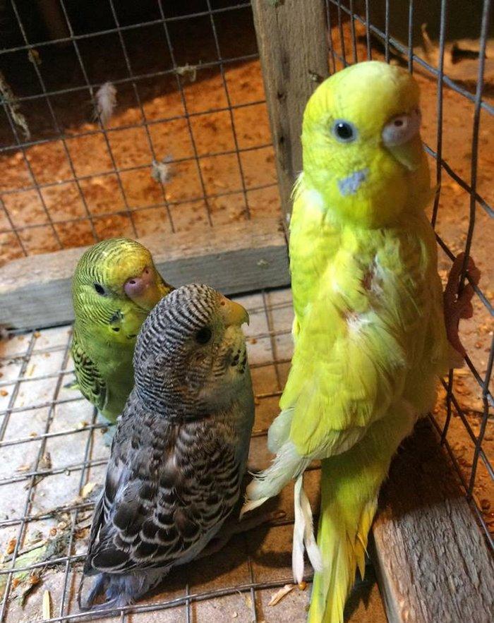 3 dene valnisti satılır Yaşıl erkek 6 aylıq, göy dişi 3 aylıqSarı