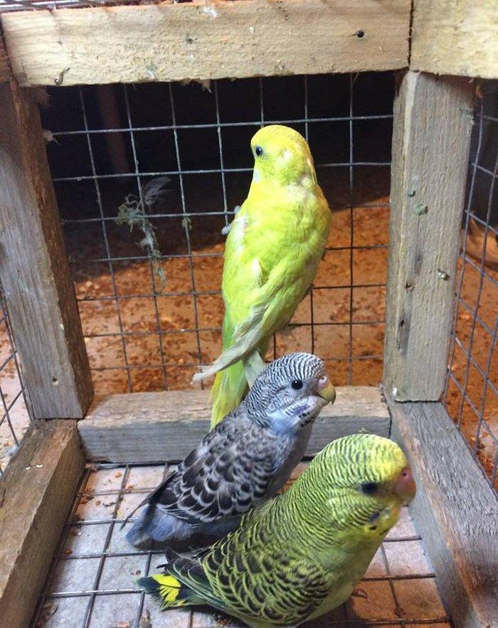 3 dene valnisti satılır Yaşıl erkek 6 aylıq, göy dişi 3 aylıqSarı