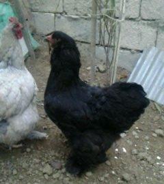 Ela qara brama feresi satilir. 1 yas 7 ayliqdir. Tek qalib deye