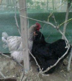 Ela qara brama feresi satilir. 1 yas 7 ayliqdir. Tek qalib deye