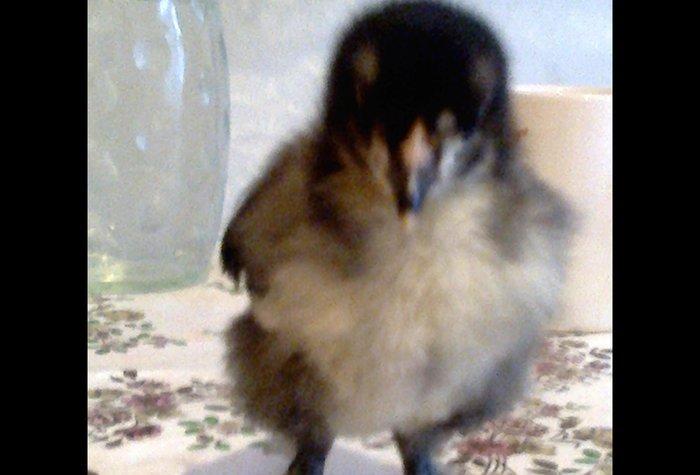 Brama cücəsi satılır 10-15-20 günlük 8-10 manat.Vatcap var.