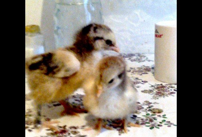 Brama cücəsi satılır 10-15-20 günlük 8-10 manat.Vatcap var.