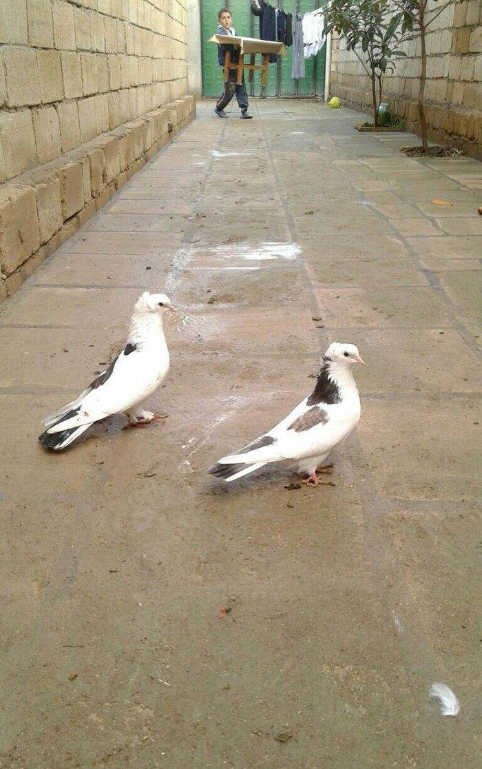 satilir cutu 15 azn xoruz 16 maya 12 tukdu saglam quwdardi