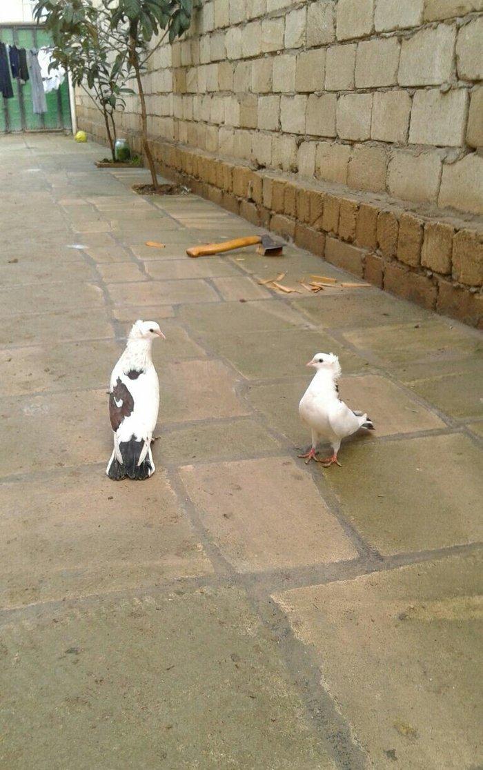 satilir cutu 15 azn xoruz 16 maya 12 tukdu saglam quwdardi