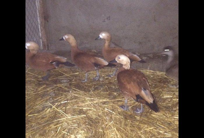 Orginal tam sağlam Anqut ördekler. 1 ededi 50 AZN.