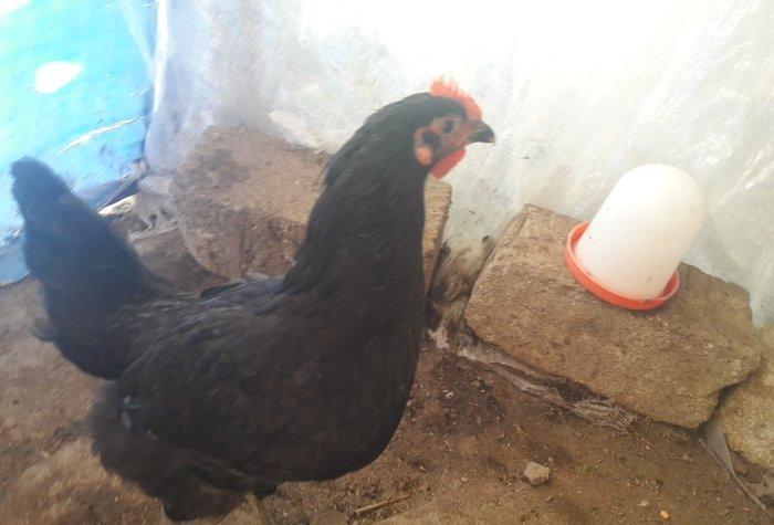 Avustrolop Temiz Turk sortudu 5 ci ayliqindadilar Beçeler