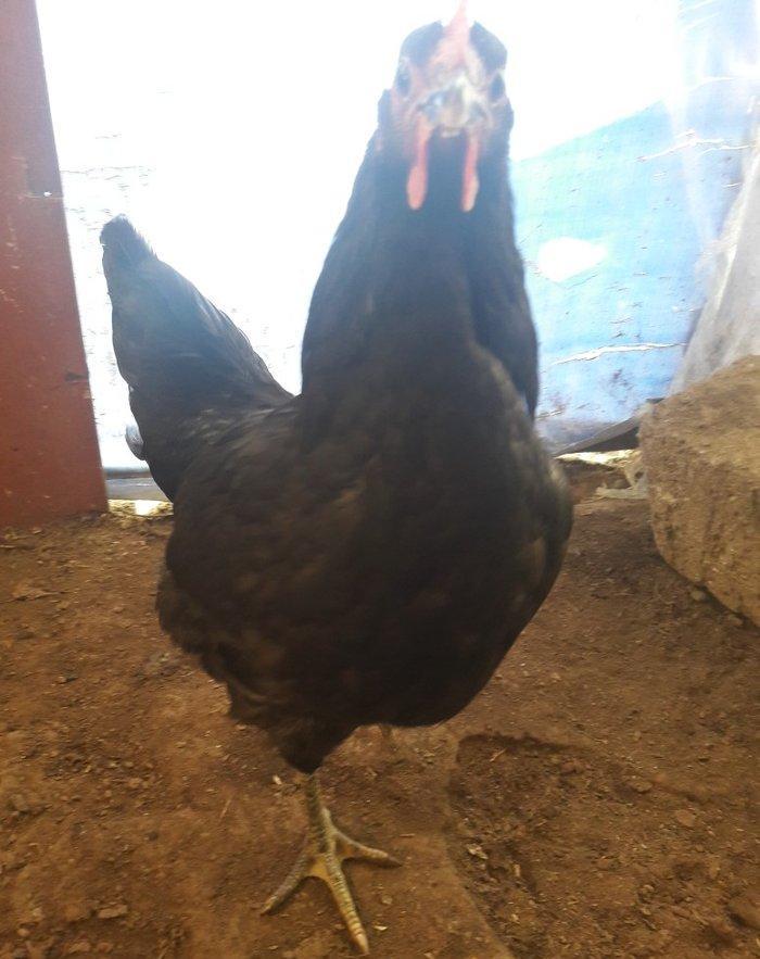 Avustrolop Temiz Turk sortudu 5 ci ayliqindadilar Beçeler