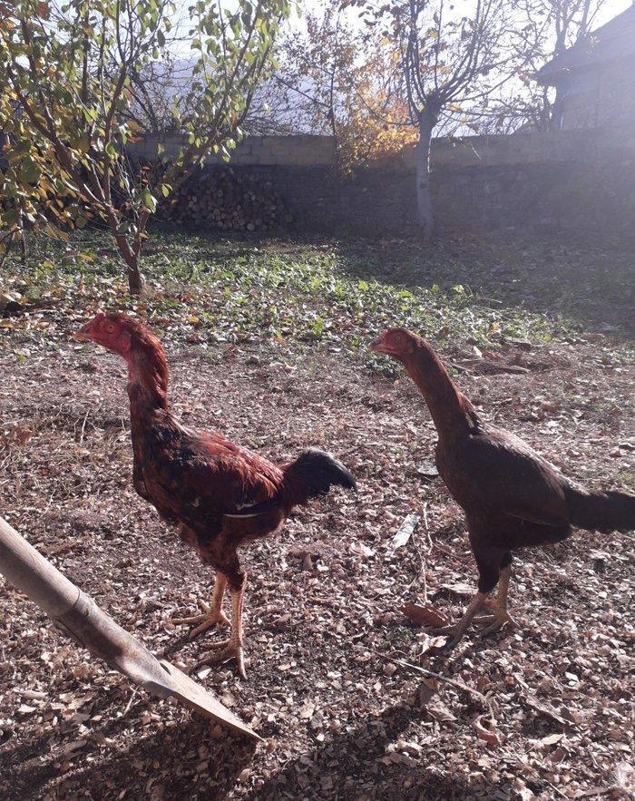 6 ayliqdi tam saglam tecili satilir fere satilmir watsap yoxdu nomre 2