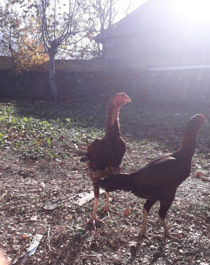 6 ayliqdi tam saglam tecili satilir fere satilmir watsap yoxdu nomre 2