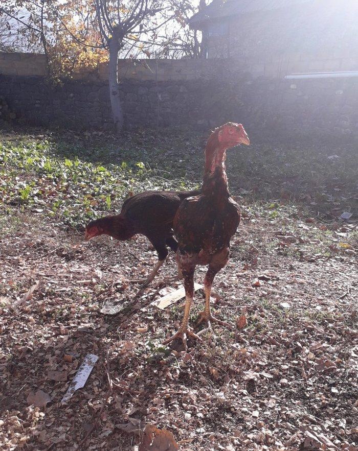 6 ayliqdi tam saglam tecili satilir fere satilmir watsap yoxdu nomre 2