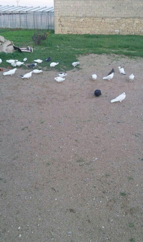 2 manatdan tergitme quw axtarram satan varsa elaqe saxlasin vap var :