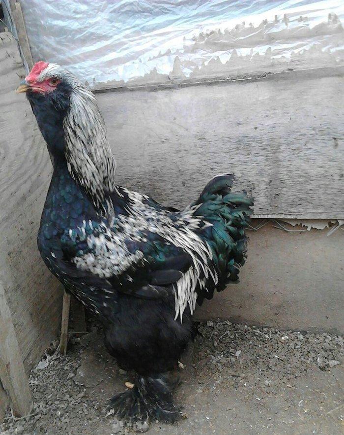 brama xoruzlari satlir son yeri 50 manat unvan baki mehtabat