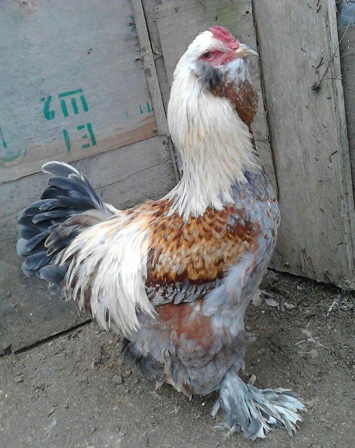 brama xoruzlari satlir son yeri 50 manat unvan baki mehtabat