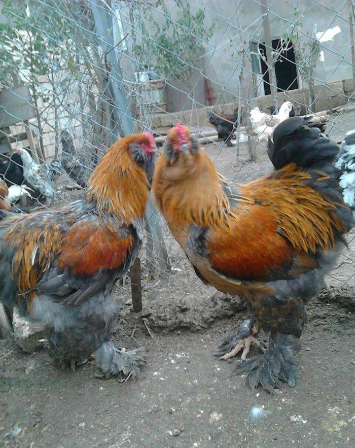 brama xoruzlari satlir son yeri 50 manat unvan baki mehtabat