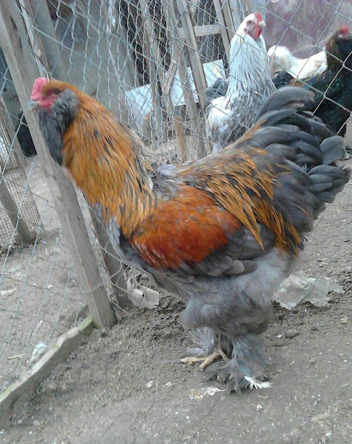 brama xoruzlari satlir son yeri 50 manat unvan baki mehtabat