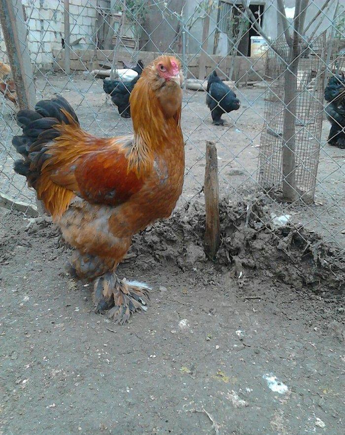 brama xoruzlari satlir son yeri 50 manat unvan baki mehtabat