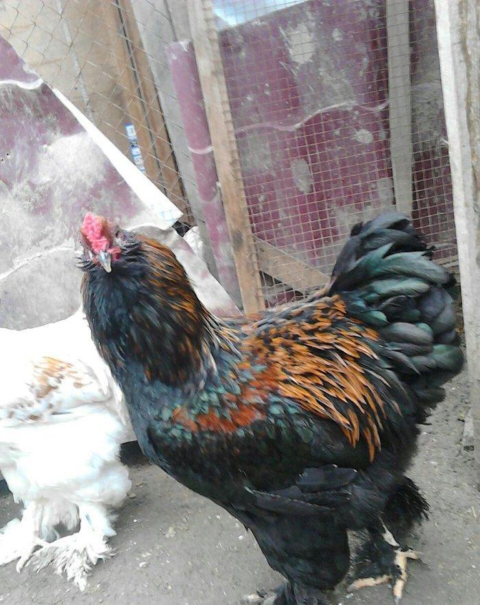 brama xoruzlari satlir son yeri 50 manat unvan baki mehtabat