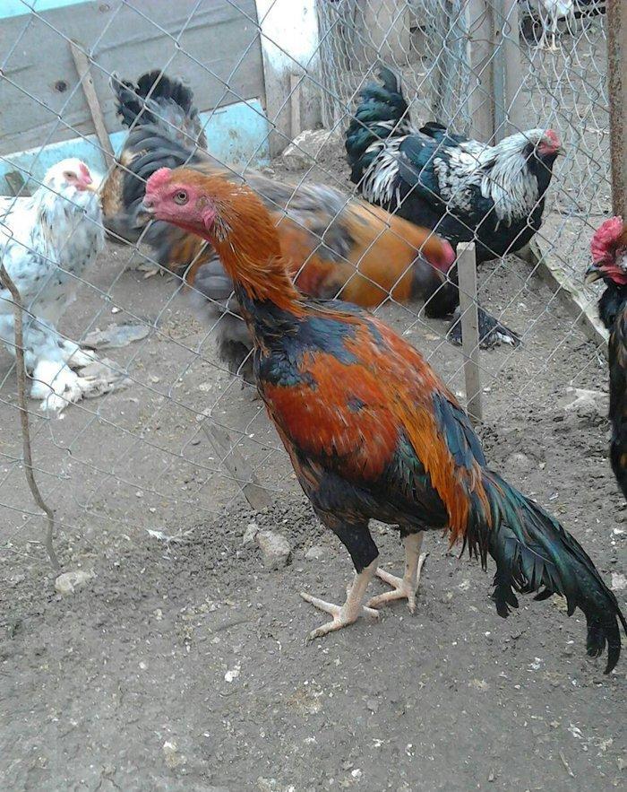 heyerti colpa satlir 6 7aylikdi qiymet son yeri 40 manat dava gormuyub