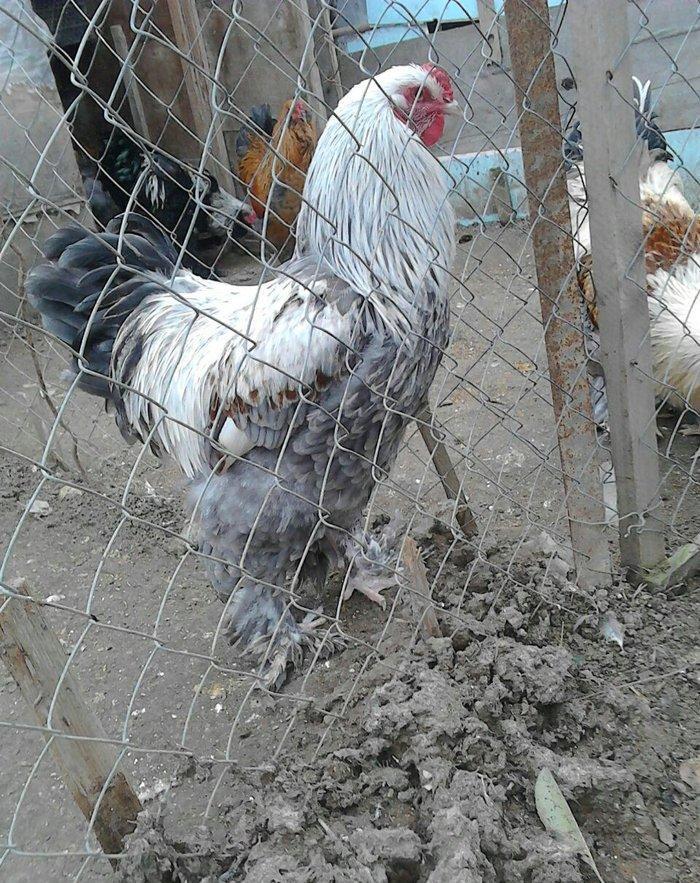 brama xoruzlari satlir 7 8 aylikdi tam damzlik heyvanardi son yeri 50