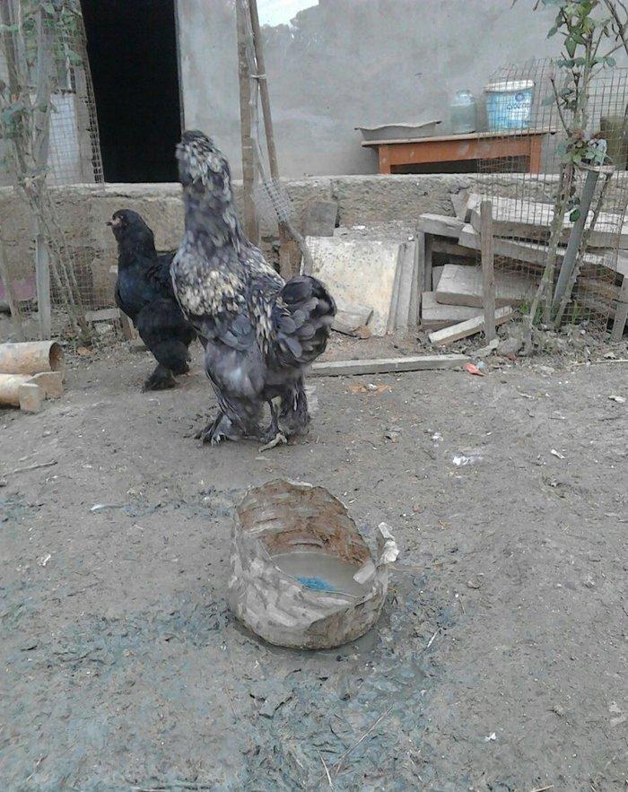 brama xoruzlari satlir 7 8 aylikdi tam damzlik heyvanardi son yeri 50