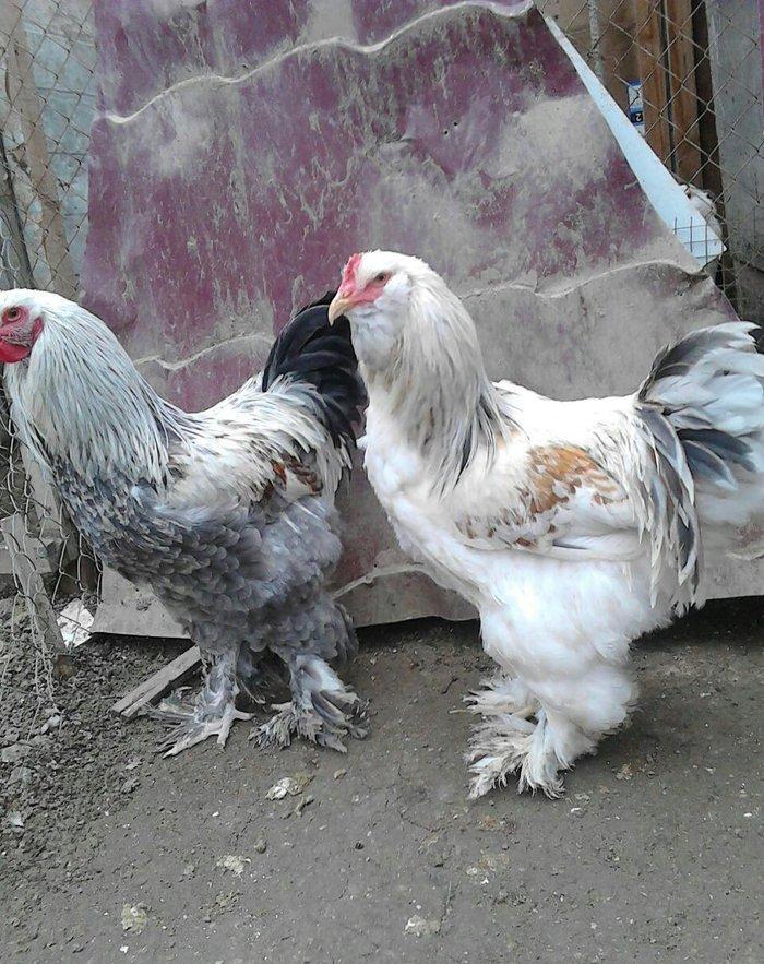 brama xoruzlari satlir 7 8 aylikdi tam damzlik heyvanardi son yeri 50