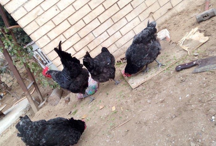 avstralorp cinsi ildə 300 350 yumurta veren cinsdi mayalı yumurtalar o