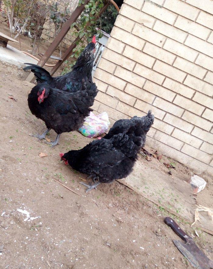 avstralorp cinsi ildə 300 350 yumurta veren cinsdi mayalı yumurtalar o