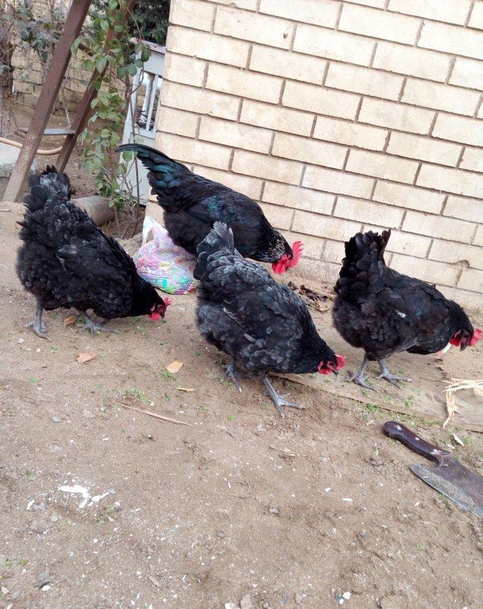 avstralorp cinsi ildə 300 350 yumurta veren cinsdi mayalı yumurtalar o