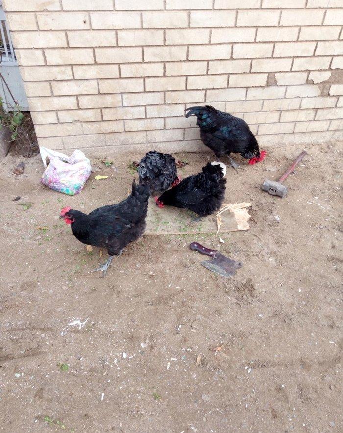 avstralorp cinsi ildə 300 350 yumurta veren cinsdi mayalı yumurtalar o