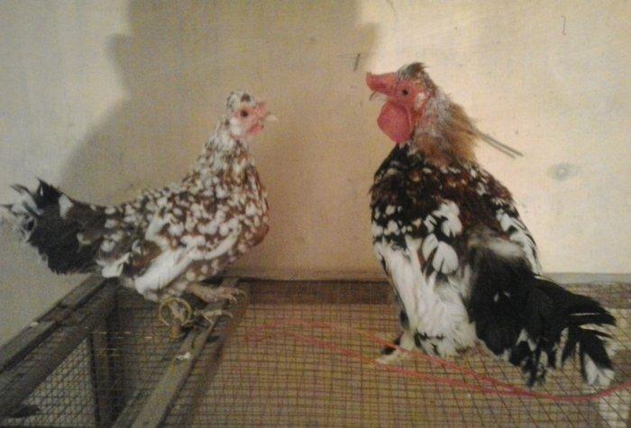 5 yaponka 2fere2xoruz 1 cavan bece ayaglari lelekdi barter ederem