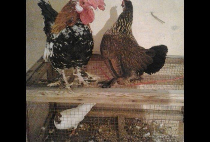 5 yaponka 2fere2xoruz 1 cavan bece ayaglari lelekdi barter ederem