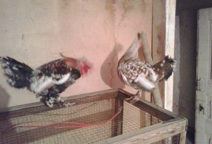 5 yaponka 2fere2xoruz 1 cavan bece ayaglari lelekdi barter ederem