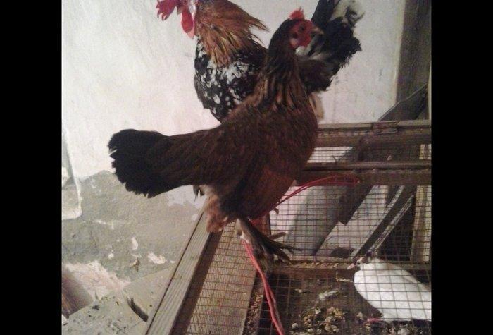 5 yaponka 2fere2xoruz 1 cavan bece ayaglari lelekdi barter ederem