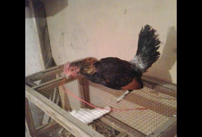 5 yaponka 2fere2xoruz 1 cavan bece ayaglari lelekdi barter ederem