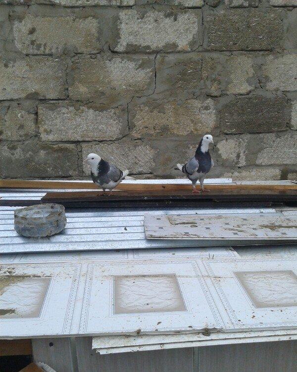 Goy ag bawlar 30 azn ebrewler 80 azn qara baw 20 azn