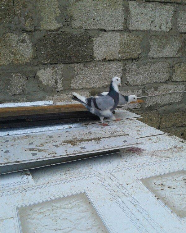 Goy ag bawlar 30 azn ebrewler 80 azn qara baw 20 azn