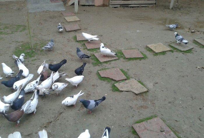 Goy ag bawlar 30 azn ebrewler 80 azn qara baw 20 azn