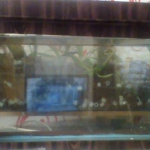 50 litirlik akvarium