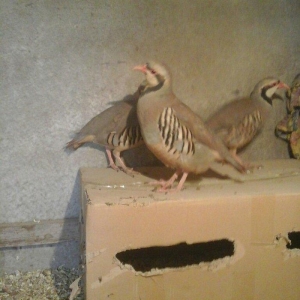 Keklik tam saglamdir damazliqdir 3 u 120 manat başqa dekorativ heyvanl