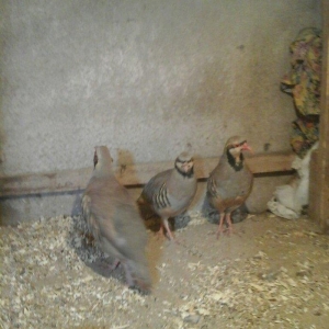 Keklik tam saglamdir damazliqdir 3 u 120 manat başqa dekorativ heyvanl