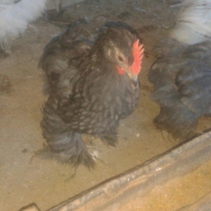 Karlik becələri satılır 3  aylıq tam saglam  satılır və ya fərəsiylə b