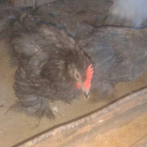 Karlik becələri satılır 3  aylıq tam saglam  satılır və ya fərəsiylə b